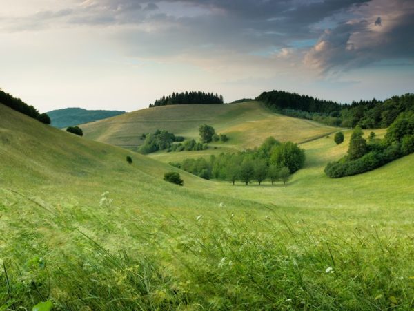 Green hills with trees, landscape